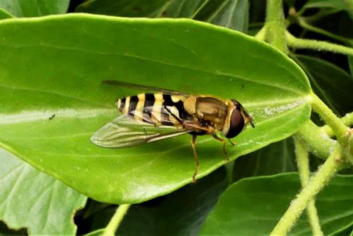 Réf. 277 608 : Syrphus vitripennis